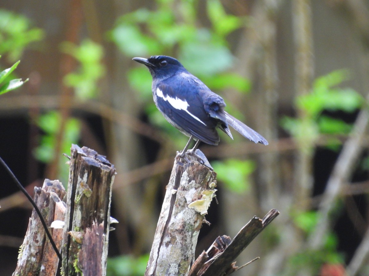 Çinhindi Alaca Bülbülü - ML647600109