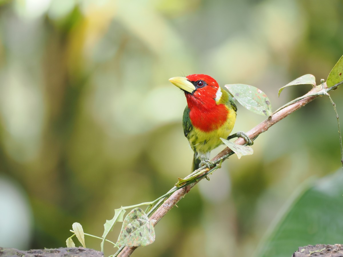 Kırmızı Başlı Barbet - ML647600111