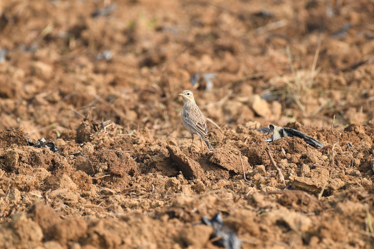 Doğulu Kızıl Kırlangıç - ML647600112