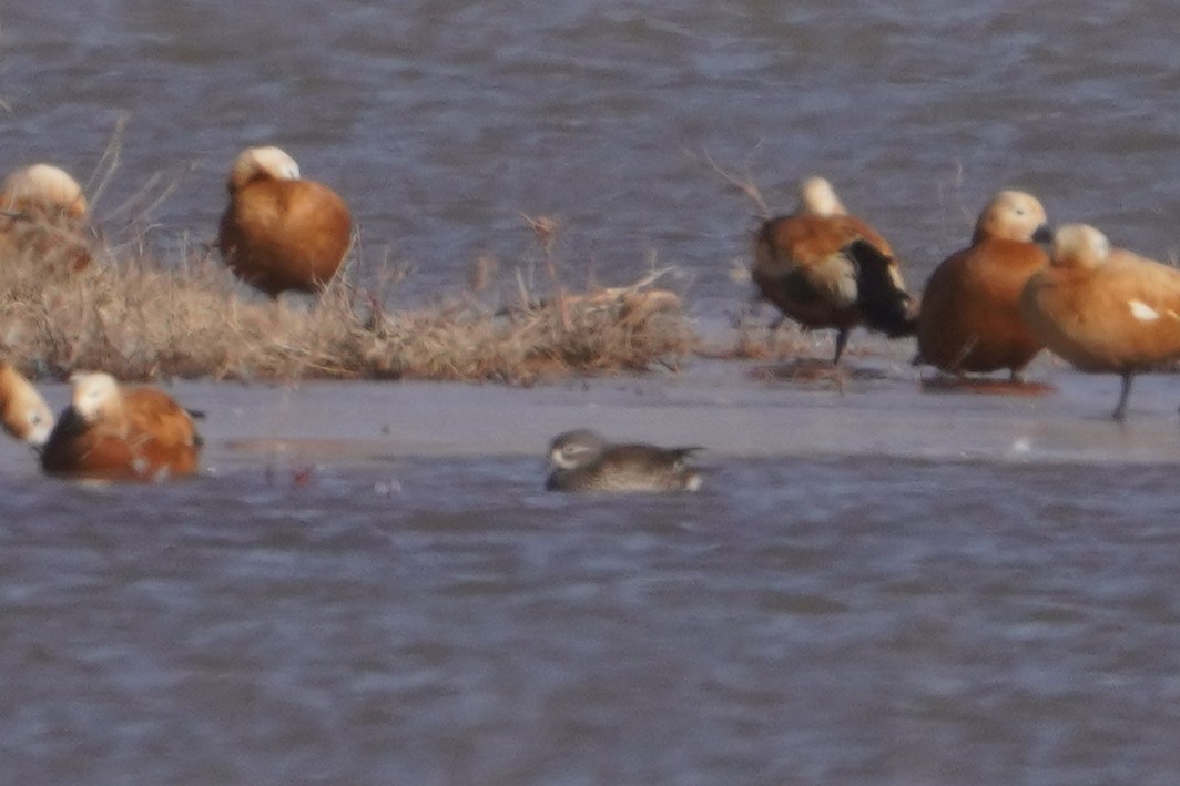 Mandarin Ördeği - ML647600113