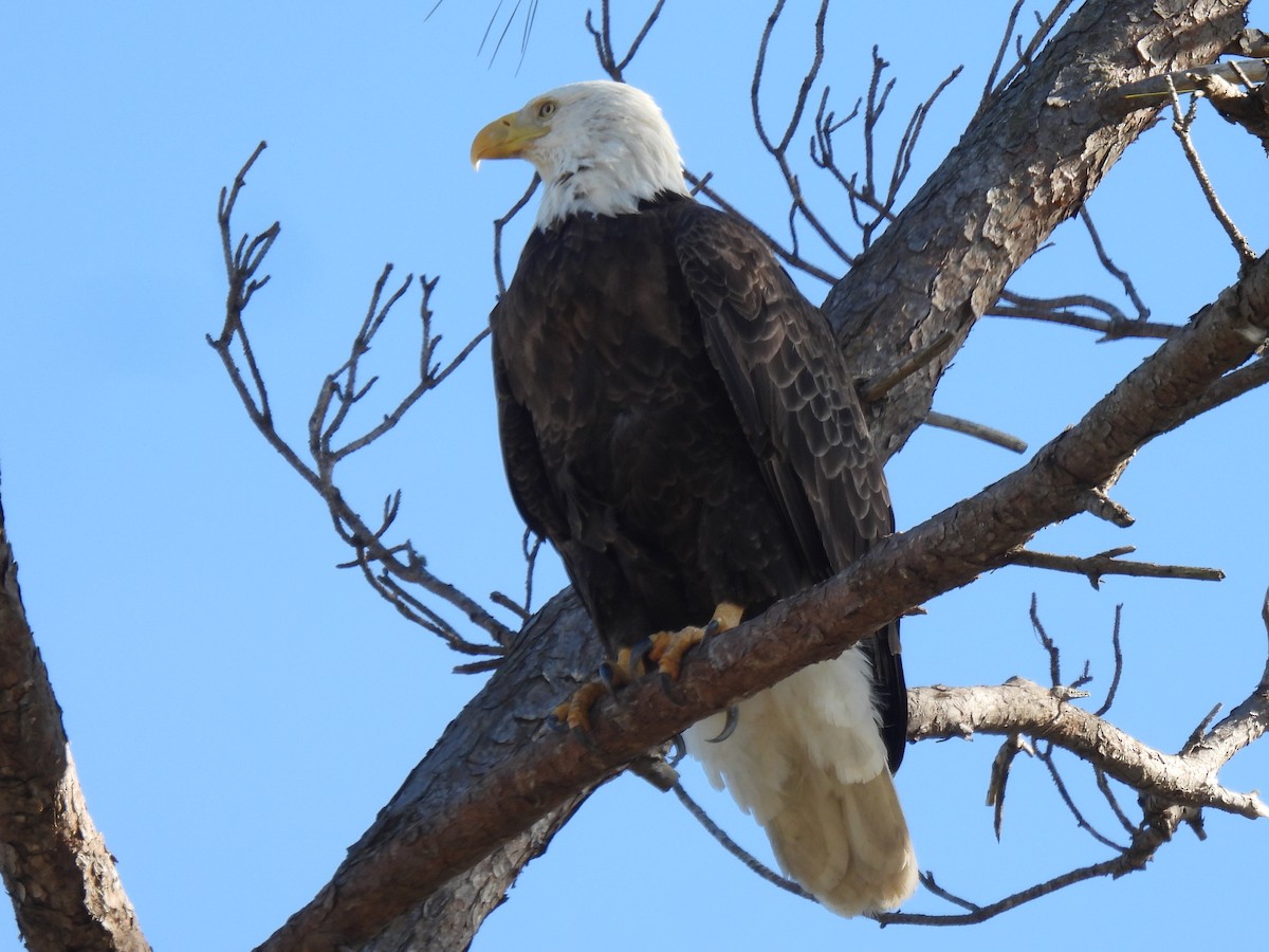Ak Başlı Kartal - ML647600115