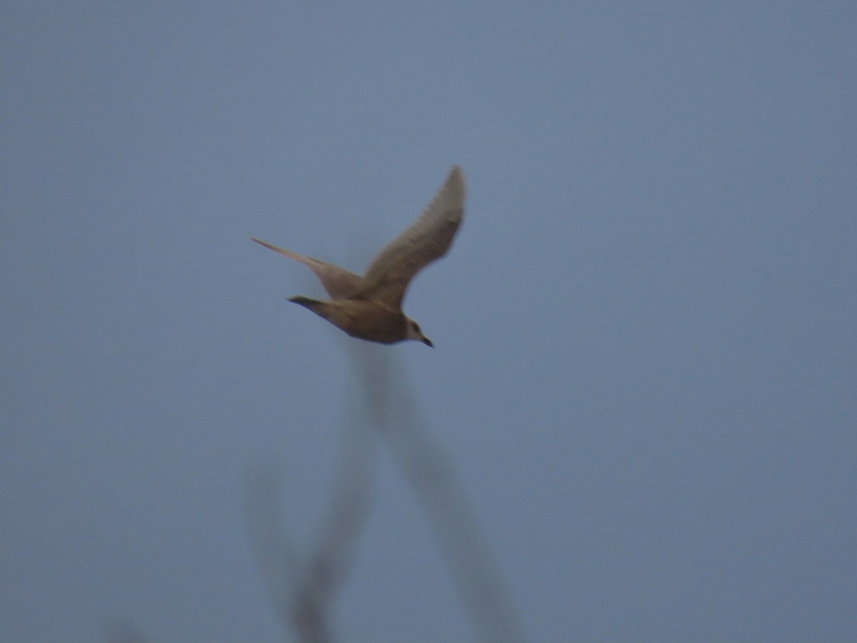 gråvingemåke - ML647600119