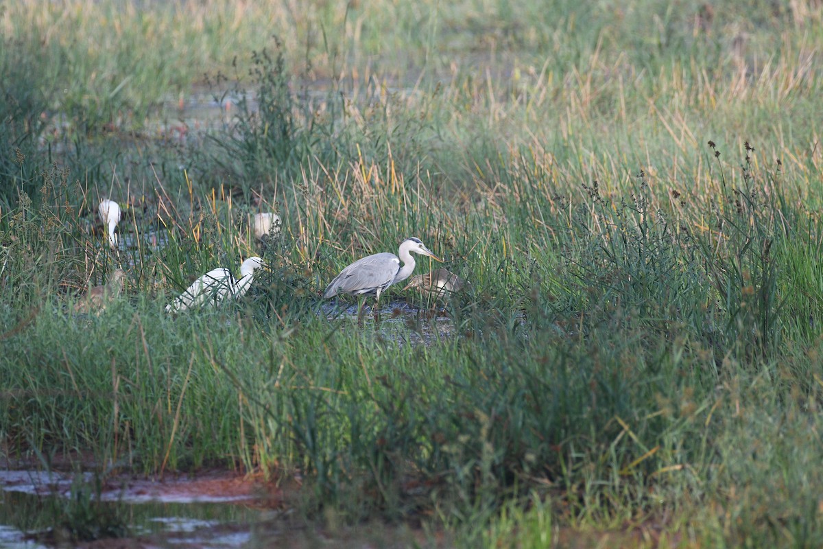 Gri Balıkçıl - ML647600120