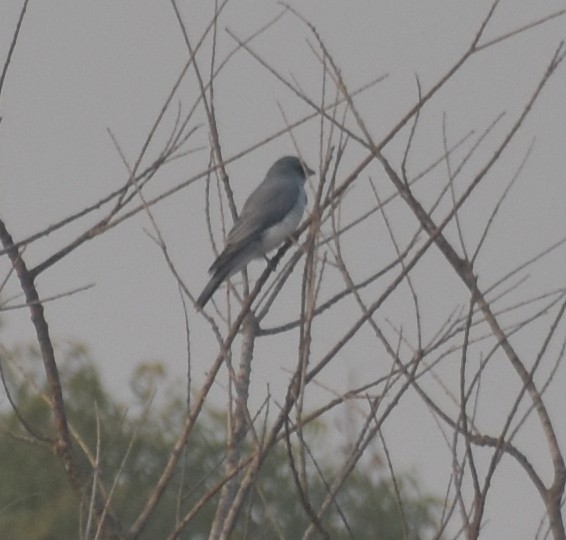 Büyük Tırtılyiyen - ML647600121