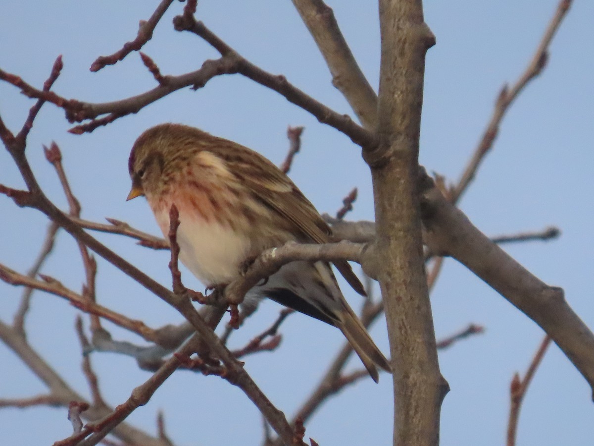 gråsisik - ML647600122