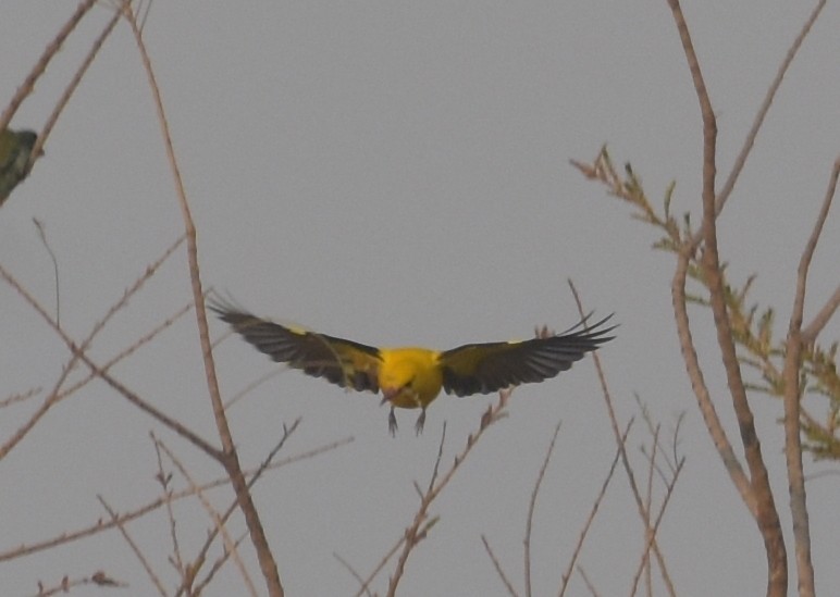 Hint Sarıasması - ML647600124