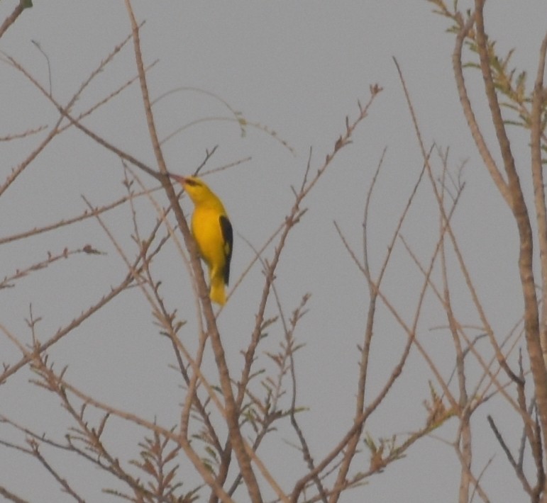 Hint Sarıasması - ML647600125