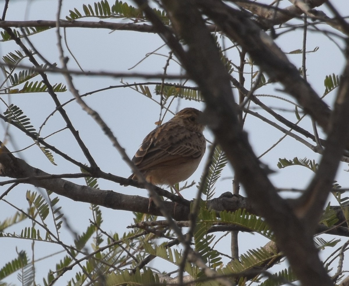 Jerdon Toygarı - ML647600127