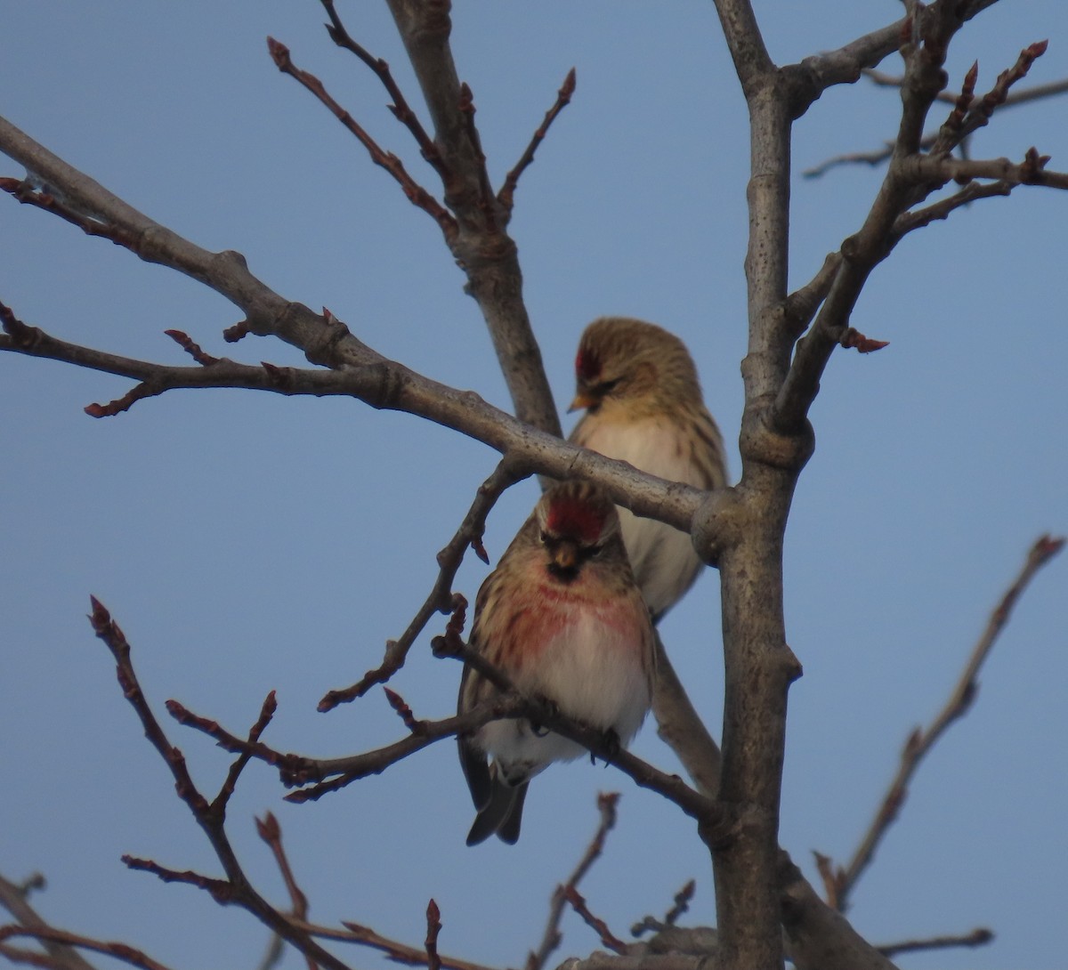 Huş İsketesi - ML647600128