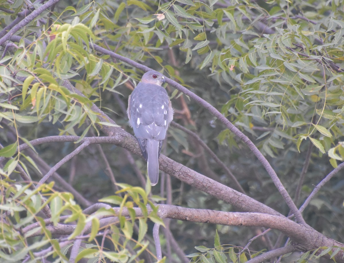 Şikra - ML647600129