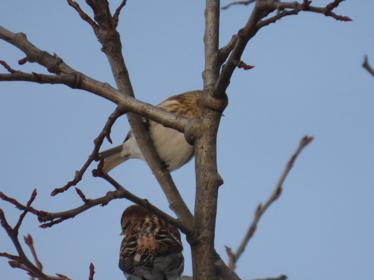 gråsisik - ML647600131