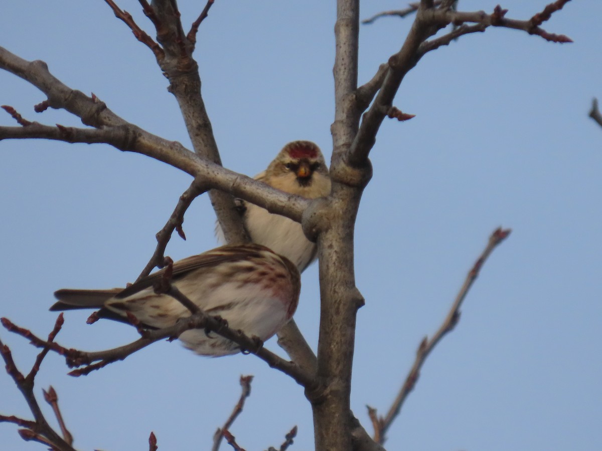 gråsisik - ML647600133