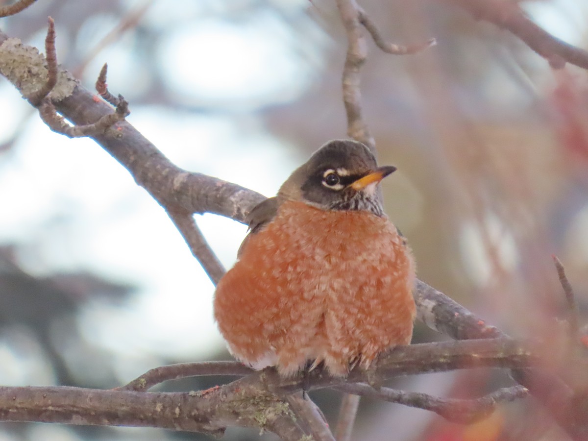 vandretrost - ML647600134