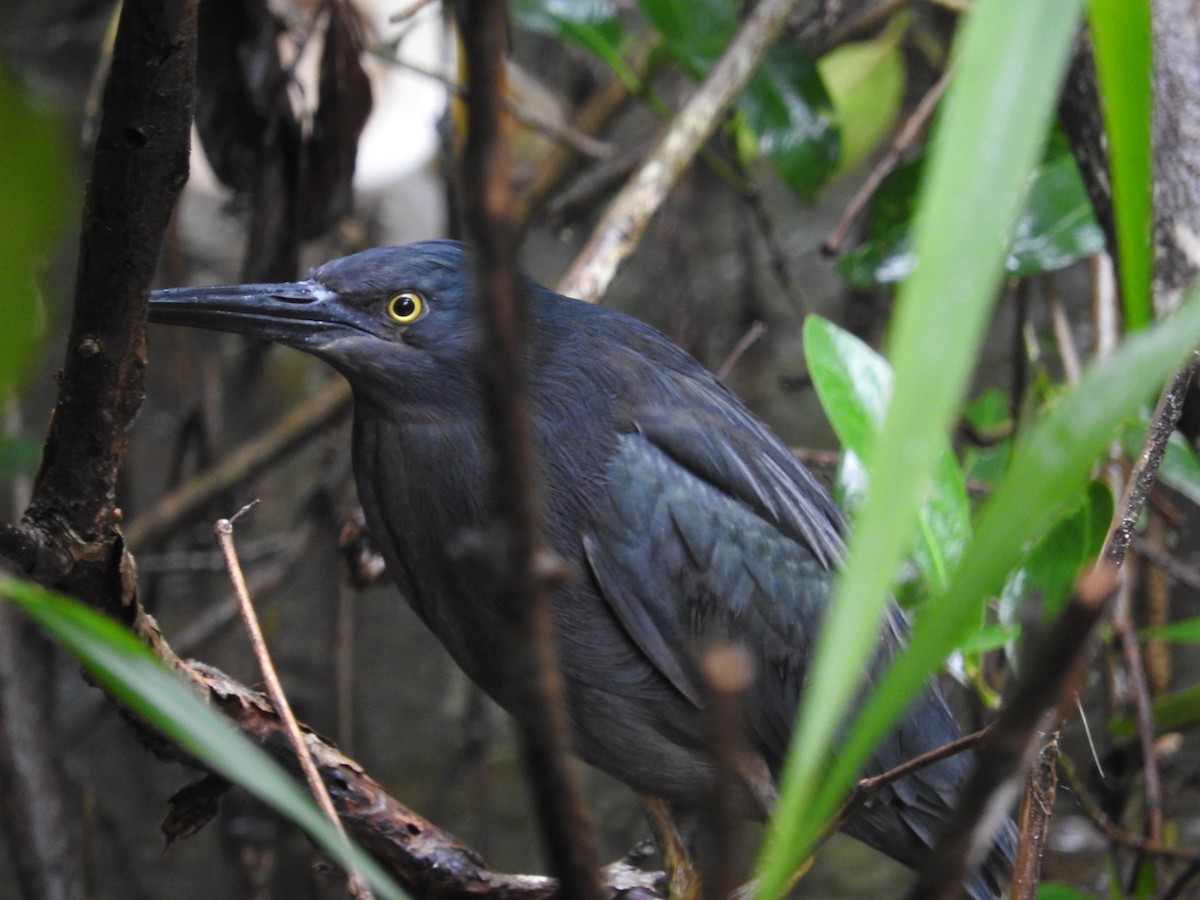 grønnrygghegre - ML647600136