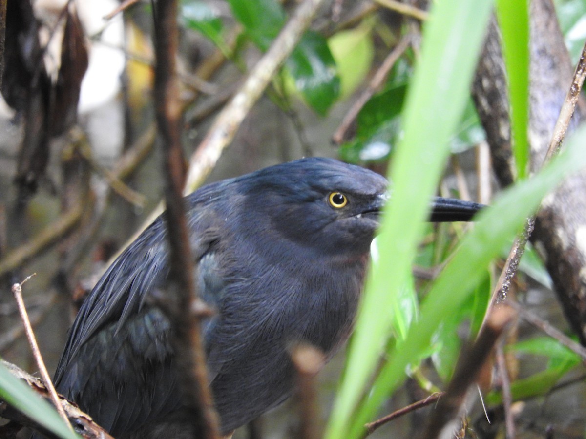 grønnrygghegre - ML647600137