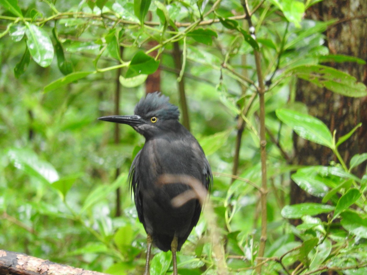 grønnrygghegre - ML647600138