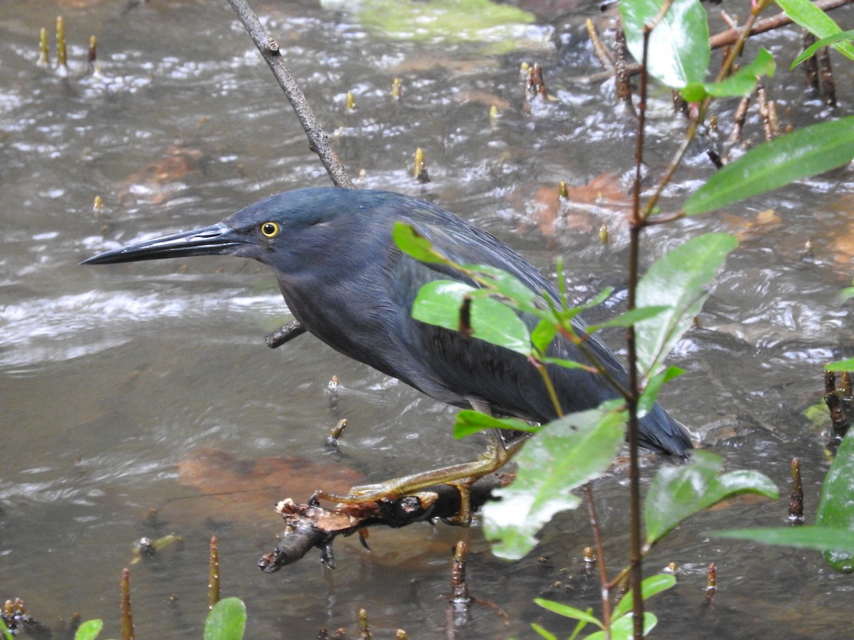 grønnrygghegre - ML647600139