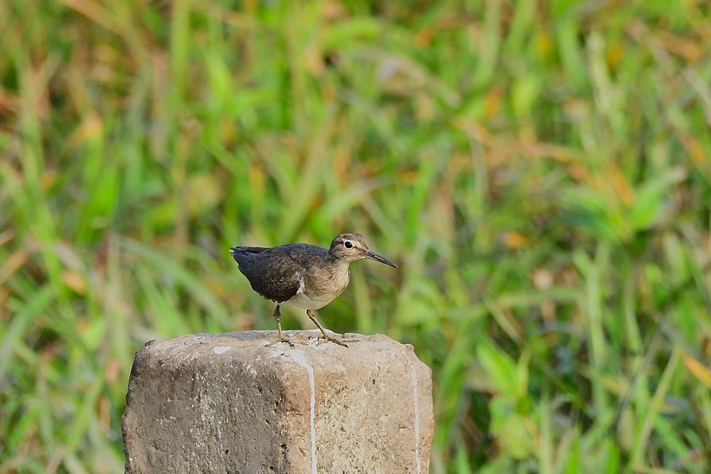 strandsnipe - ML647600141