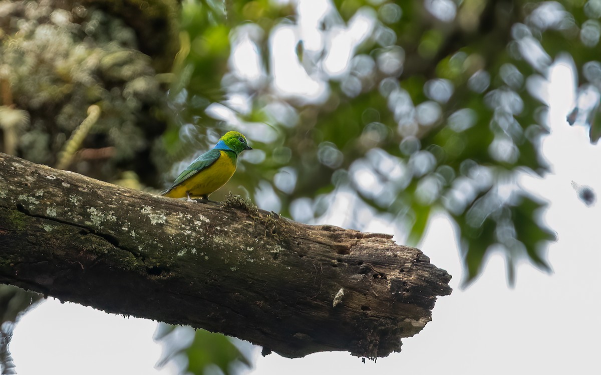 blånakkeklorofonia - ML647600142