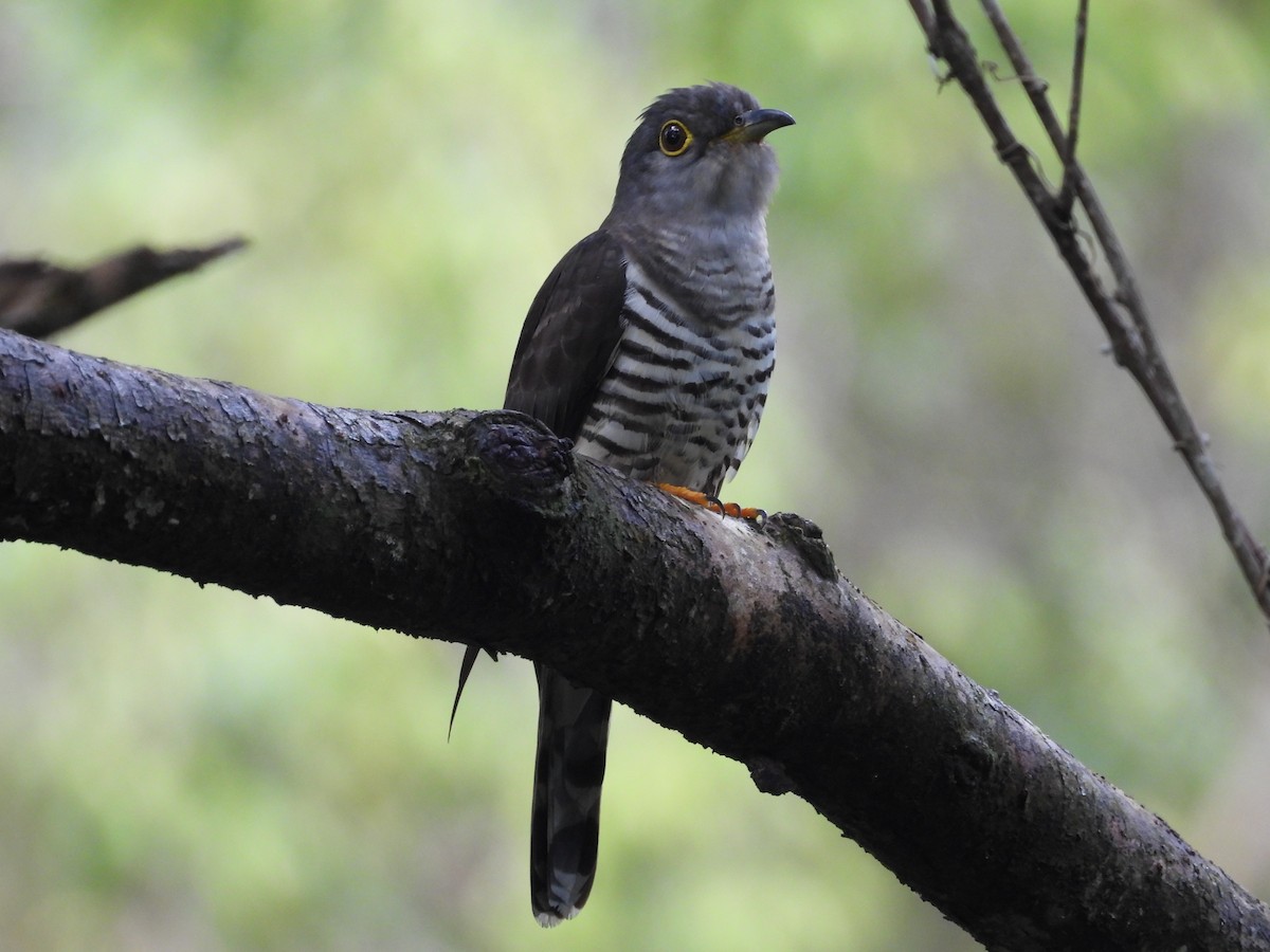 asiagjøk - ML647600143