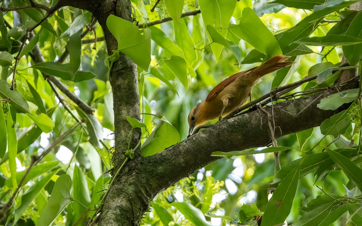 askekroneløvgransker - ML647600144