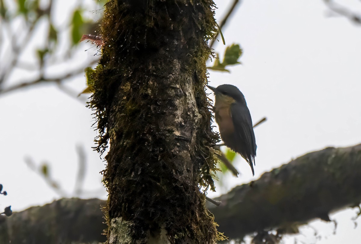 hvitstjertspettmeis - ML647600145