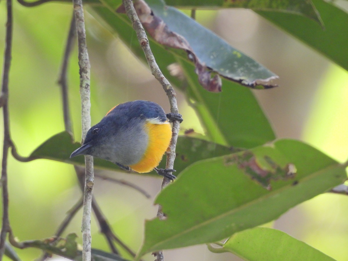 ildbukblomsterfugl - ML647600148