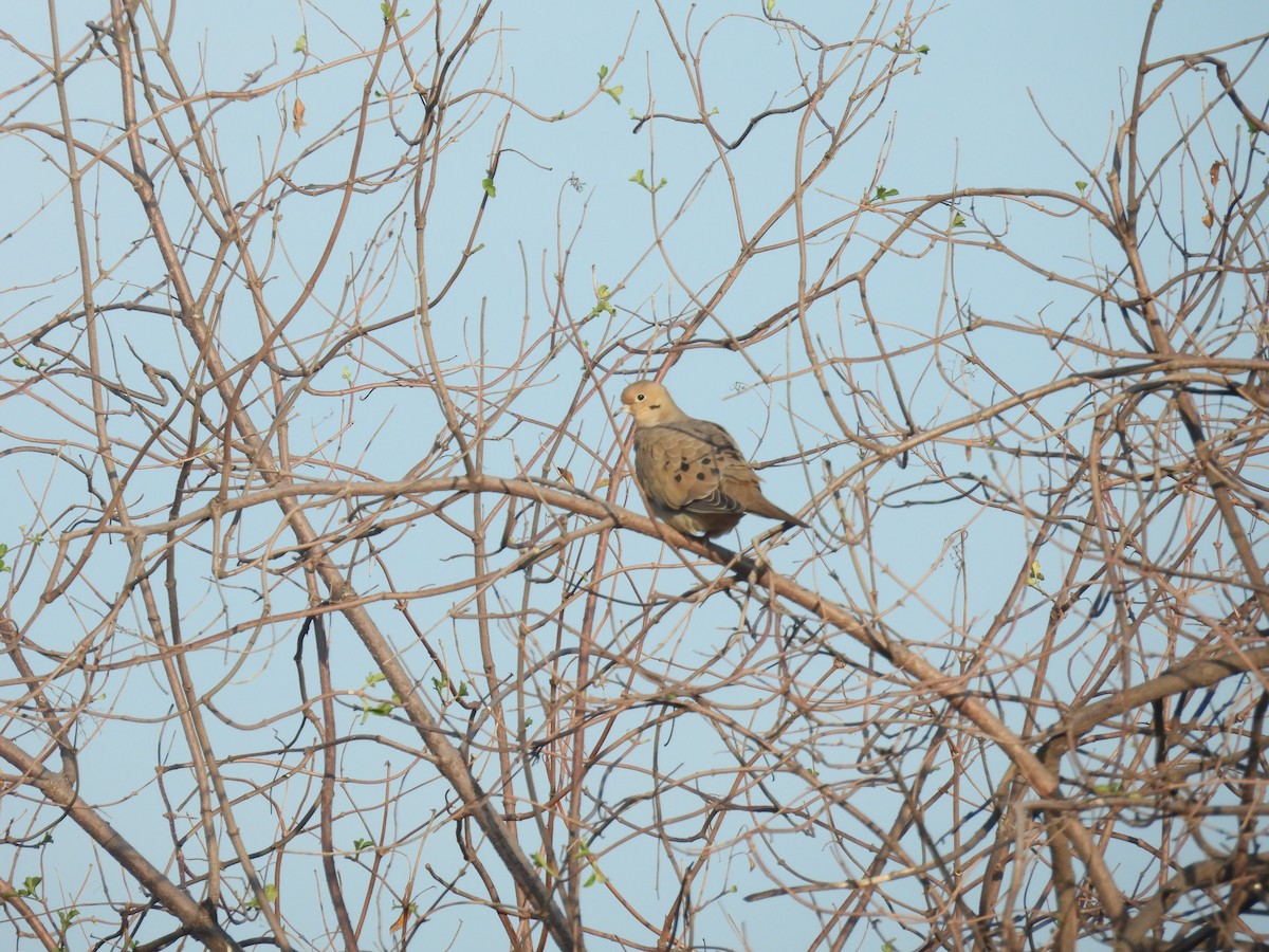 sørgedue - ML647600151