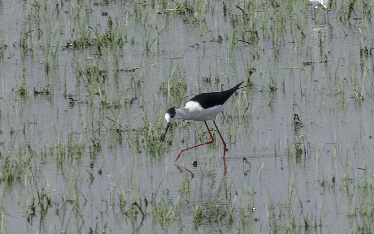 stylteløper - ML647600152