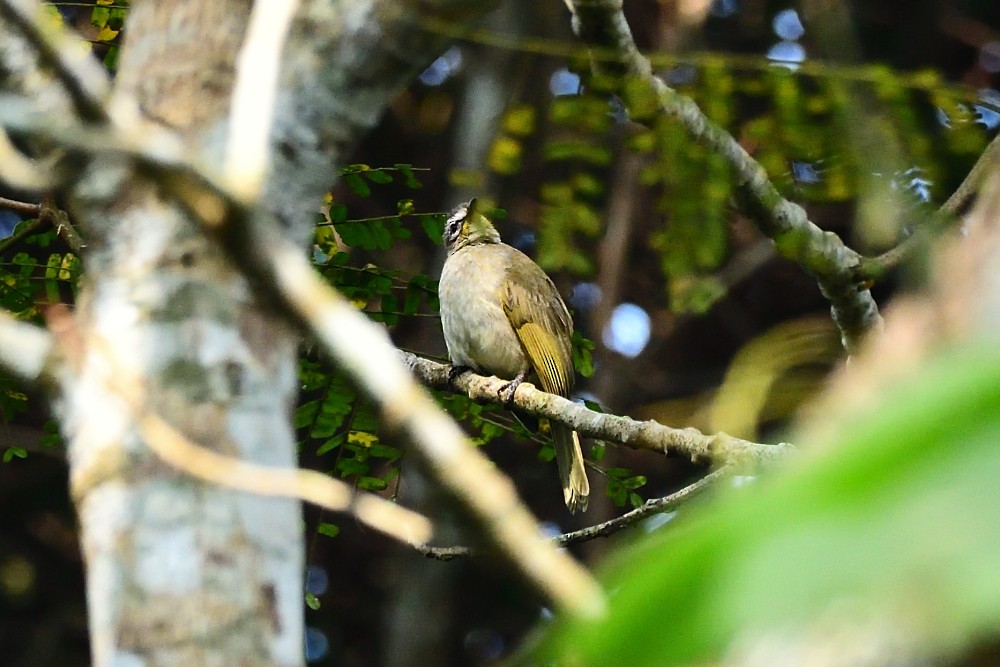 hvitbrynbylbyl - ML647600153