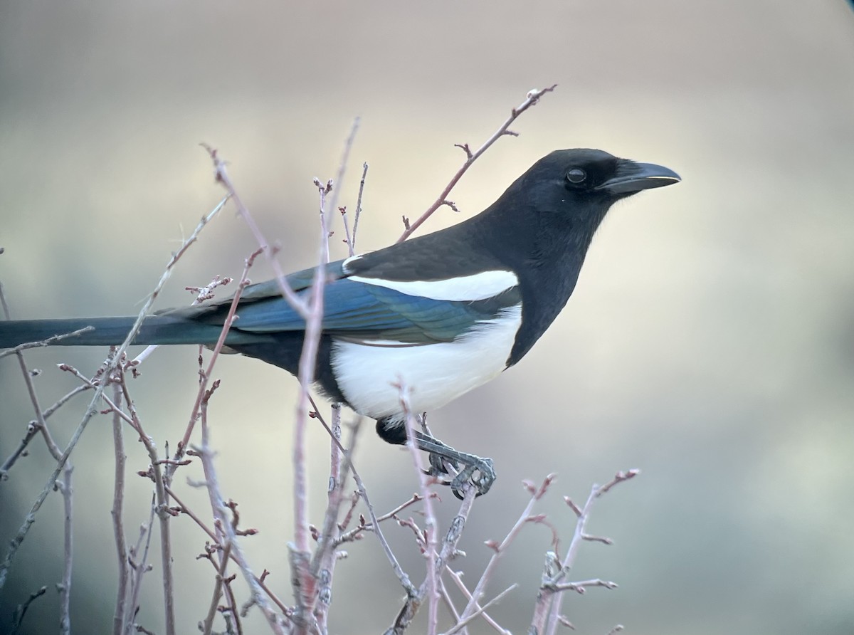 Black-billed Magpie - ML647600158