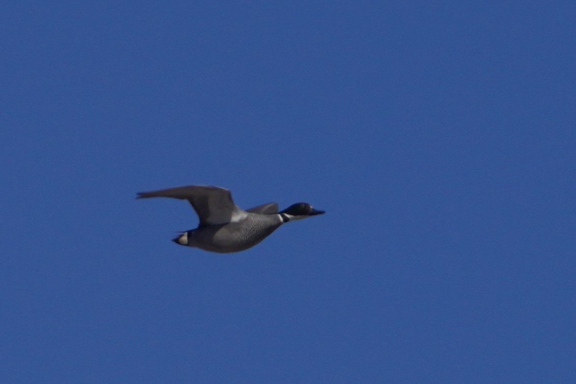 Falcated Duck - ML647600192