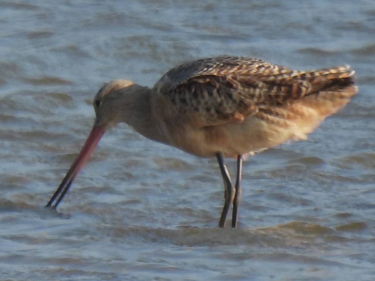 Marbled Godwit - ML647600202