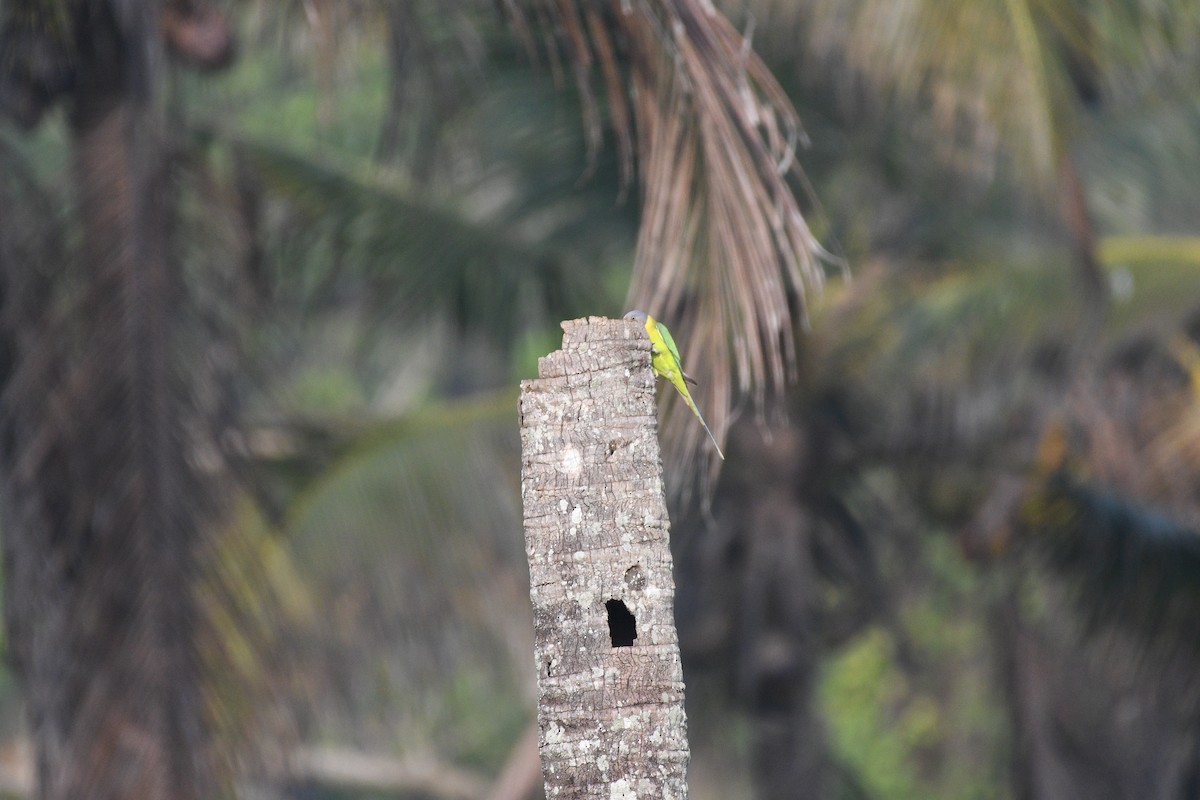 Erik Başlı Yeşil Papağan - ML647600203