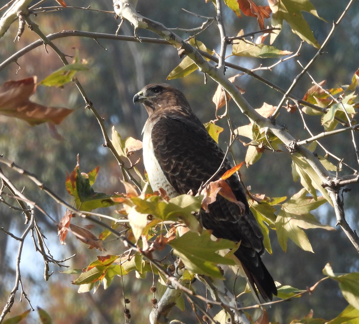 Red-tailed Hawk - ML647600204