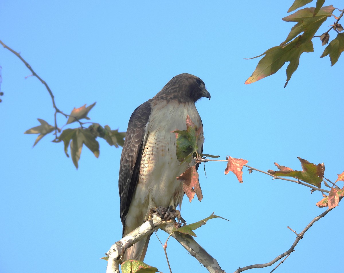Red-tailed Hawk - ML647600206
