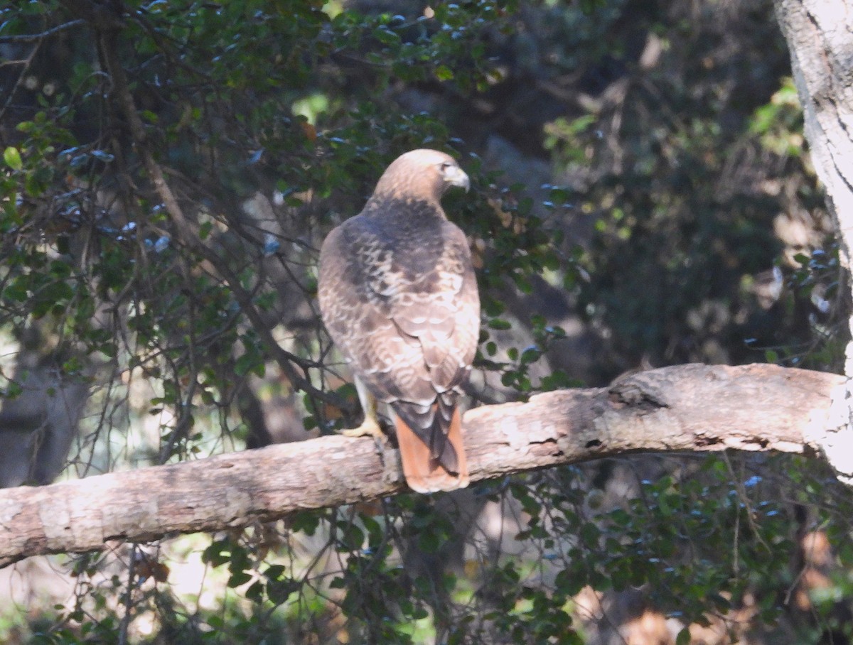 Red-tailed Hawk - ML647600207