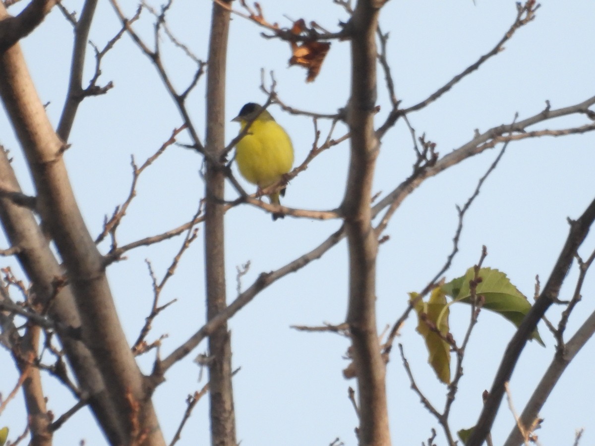 Lesser Goldfinch - ML647600208