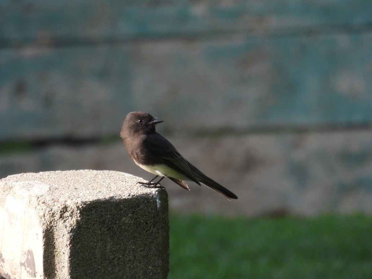 Red-tailed Hawk - ML647600209