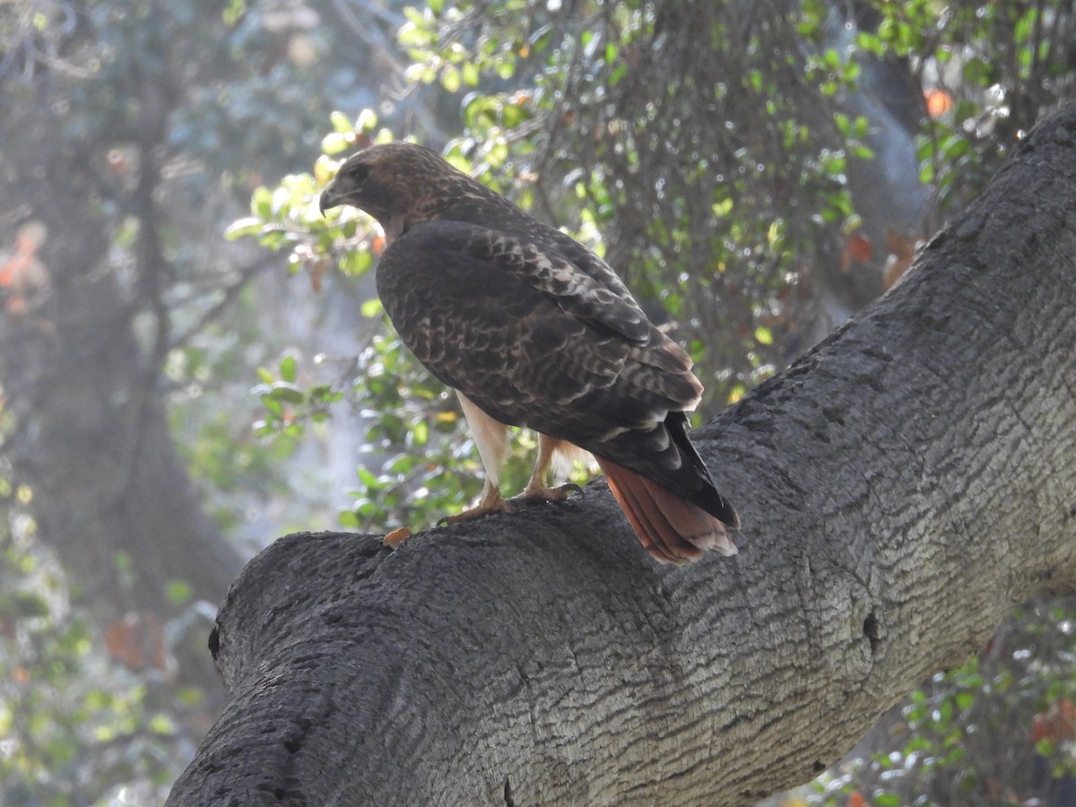Red-tailed Hawk - ML647600211