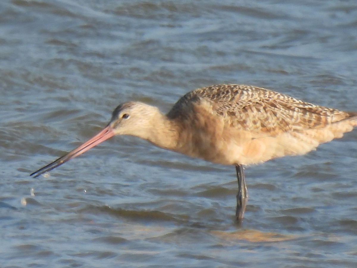 Marbled Godwit - ML647600212