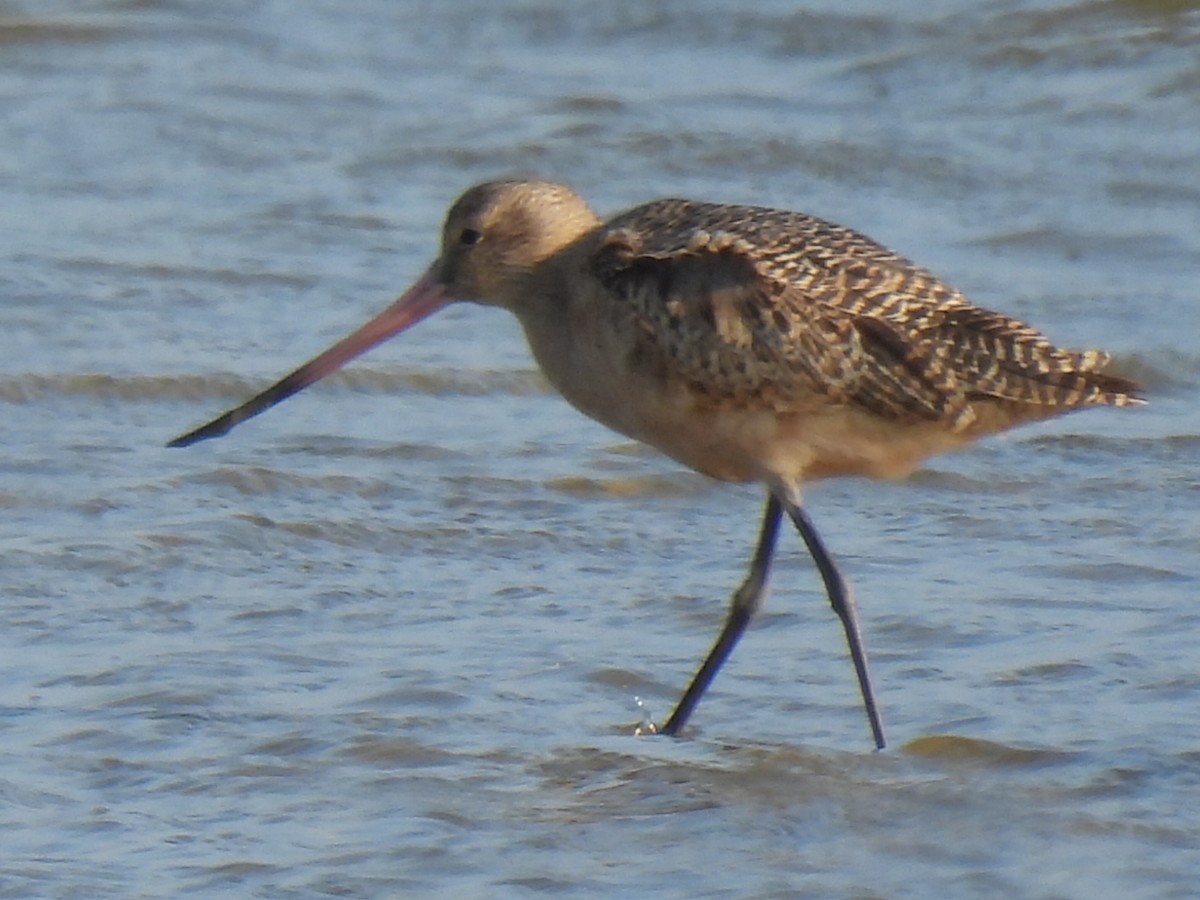 Marbled Godwit - ML647600216