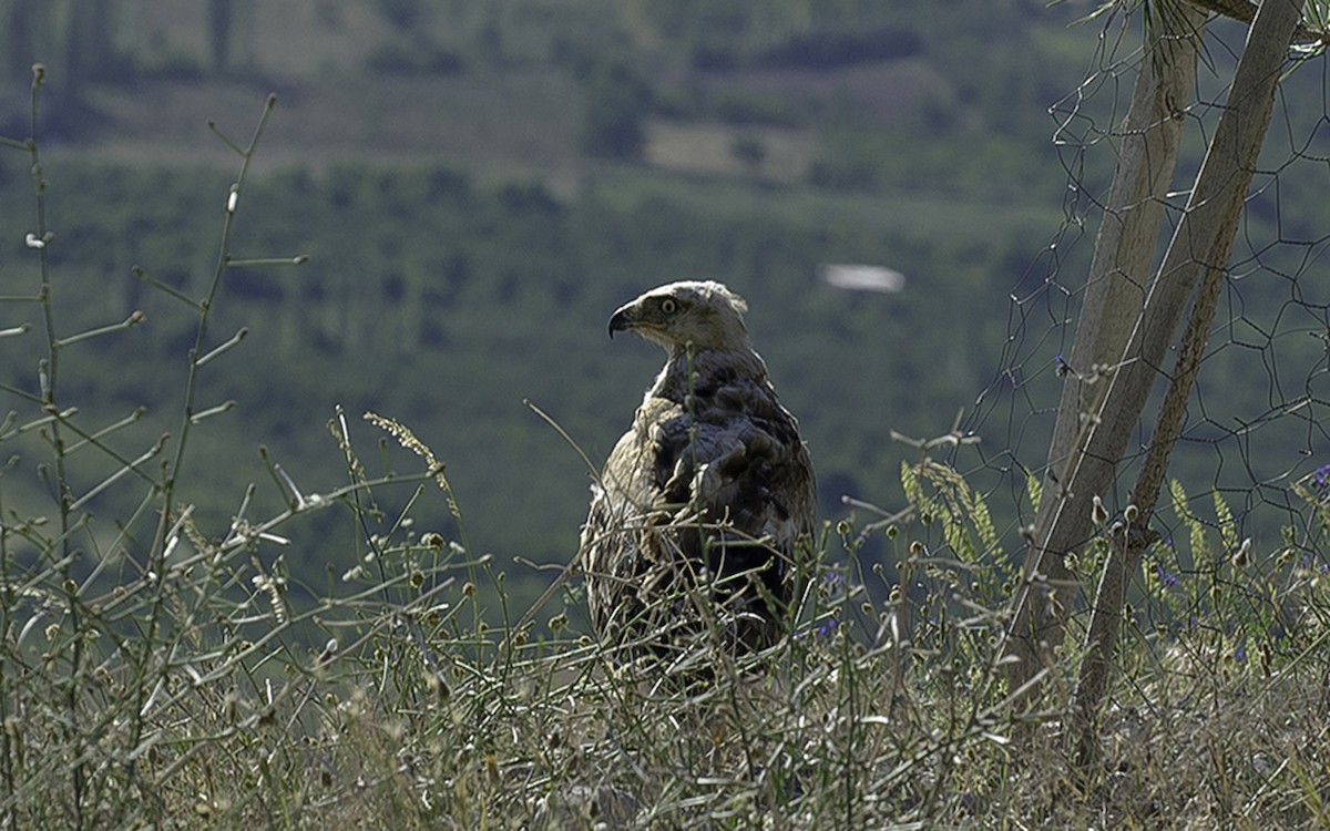 Long-legged Buzzard - ML647600219