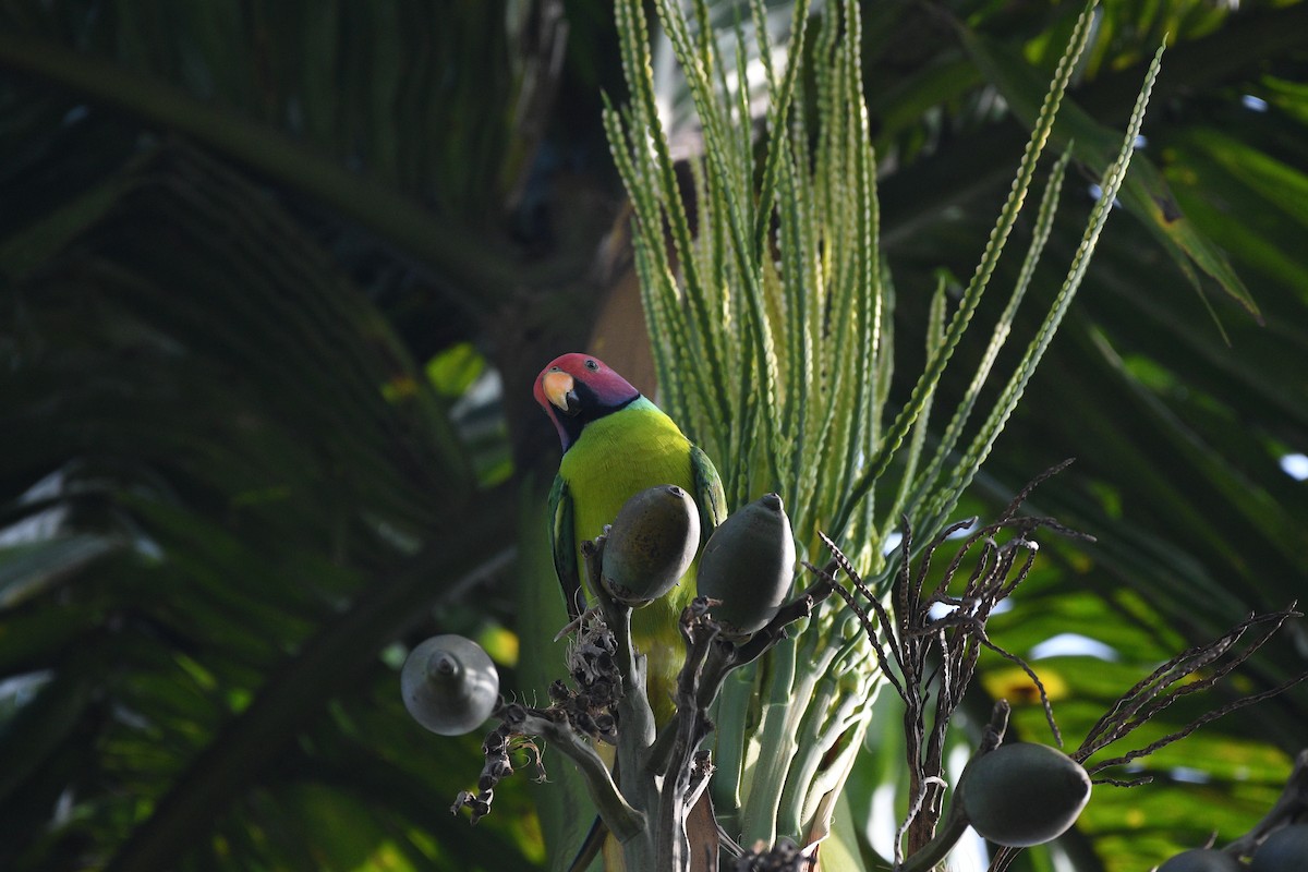 Erik Başlı Yeşil Papağan - ML647600249