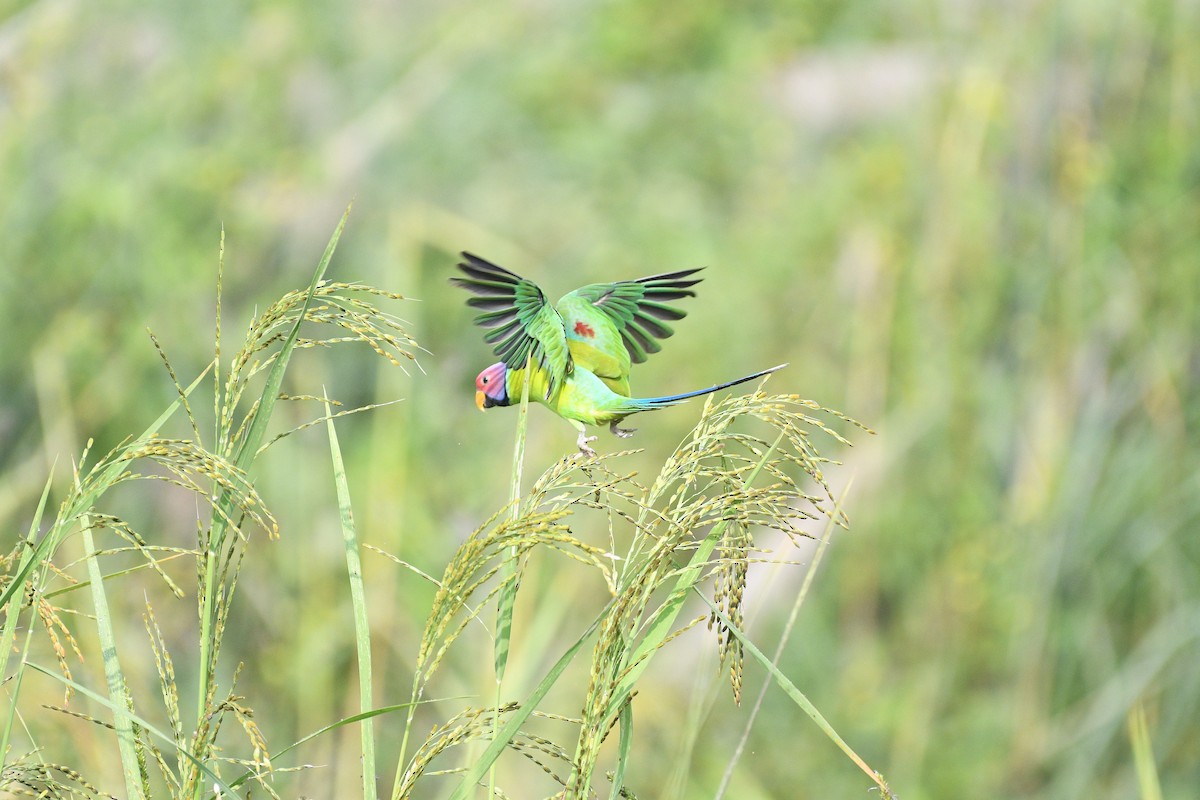 Erik Başlı Yeşil Papağan - ML647600250