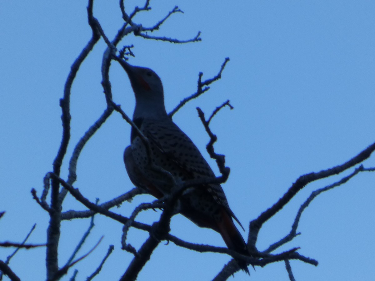 Northern Flicker - ML647600255