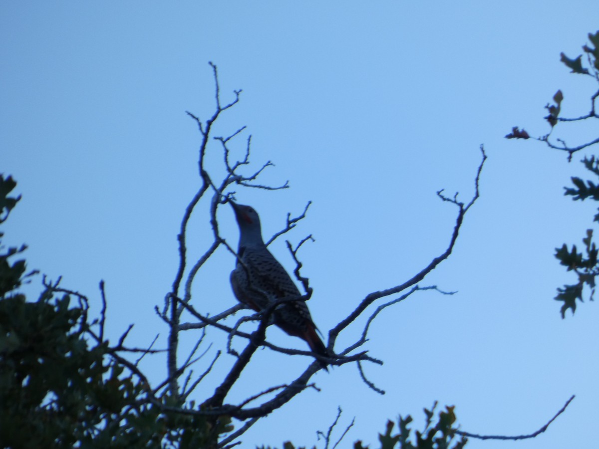 Northern Flicker - ML647600256
