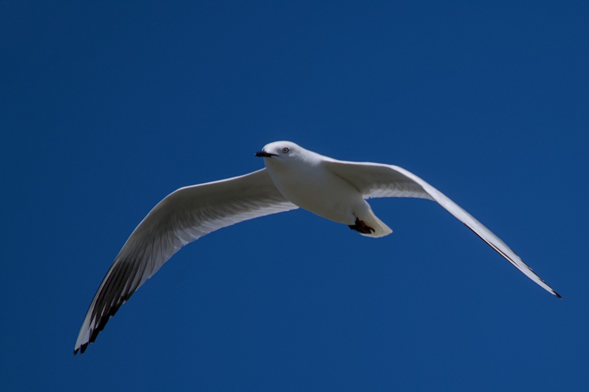 Antxeta maoria - ML647600259