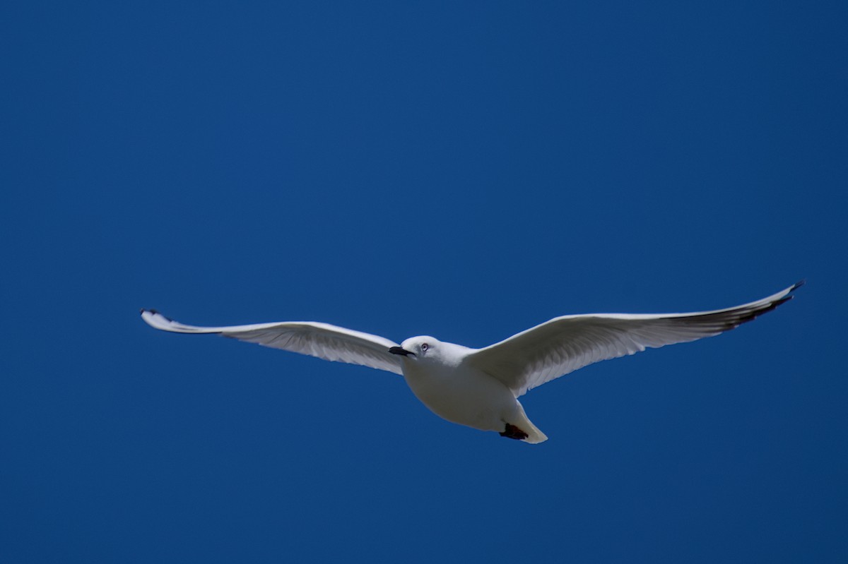 Antxeta maoria - ML647600270