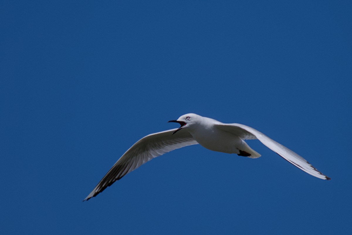 Antxeta maoria - ML647600273